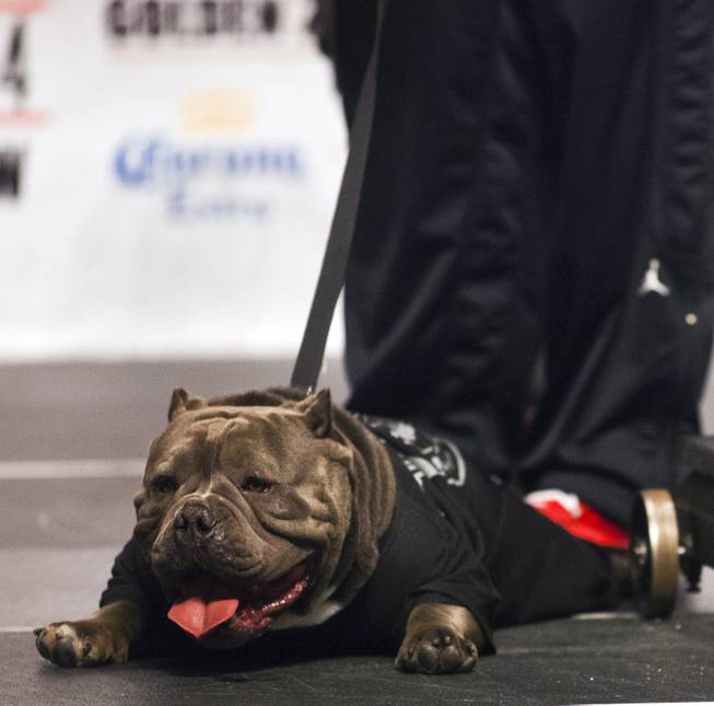Super welterweight Alfredo "El Perro" Angulo's dog takes break on stage during the weigh-ins at the MGM Grand Arena on Friday, March 07, 2014.